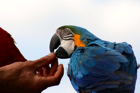 Tame blue macaw blue parrot feeding hand fed parrot photo