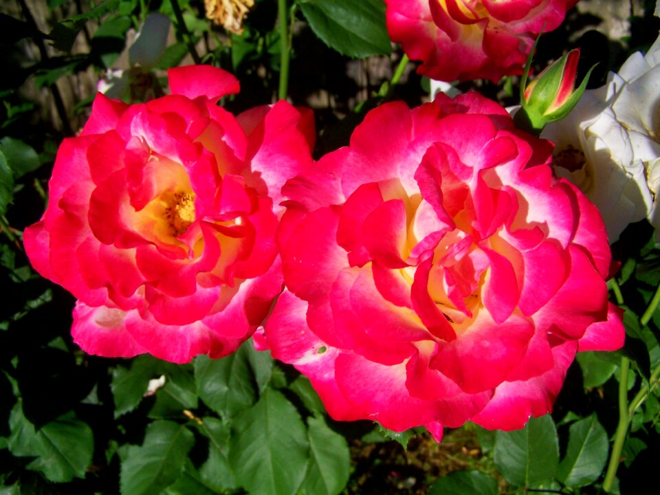Pink rose flower garden summer flower
