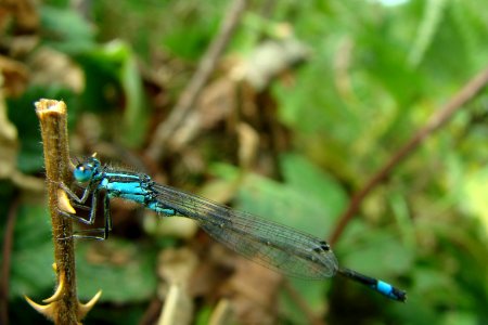 Libellule bleue photo