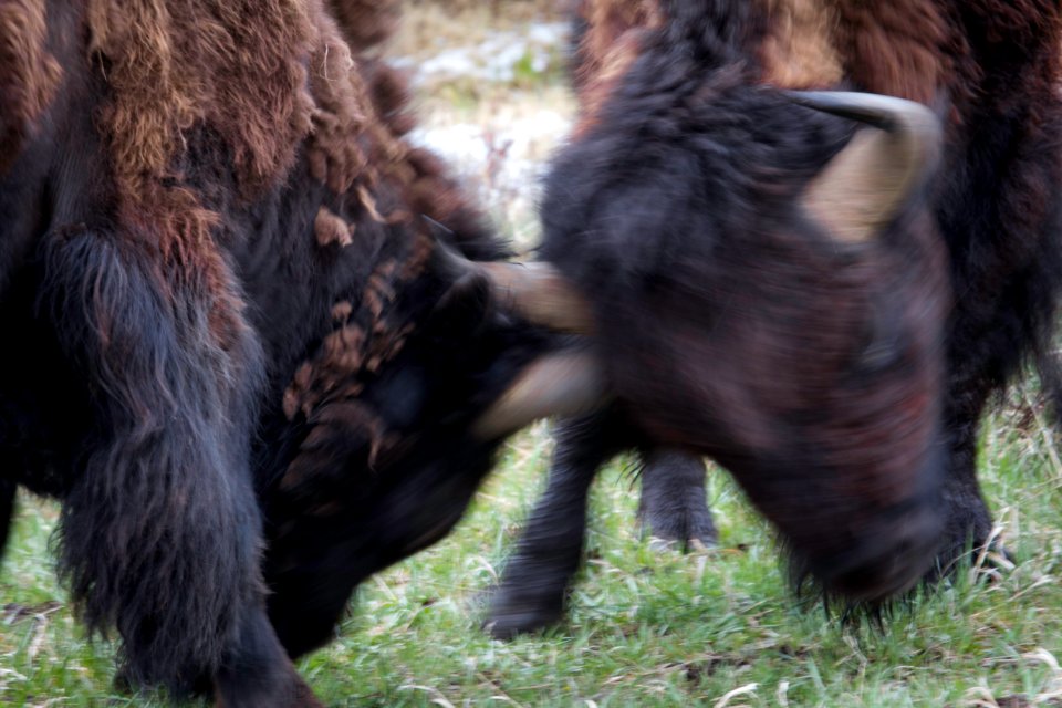 Tussle, Lamar Valley