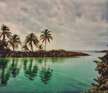 mossy island photo