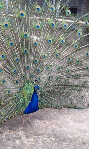 Feathers tail plumage