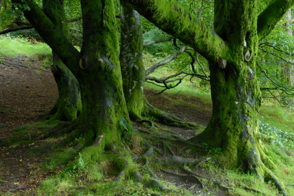 Trees forest nature
