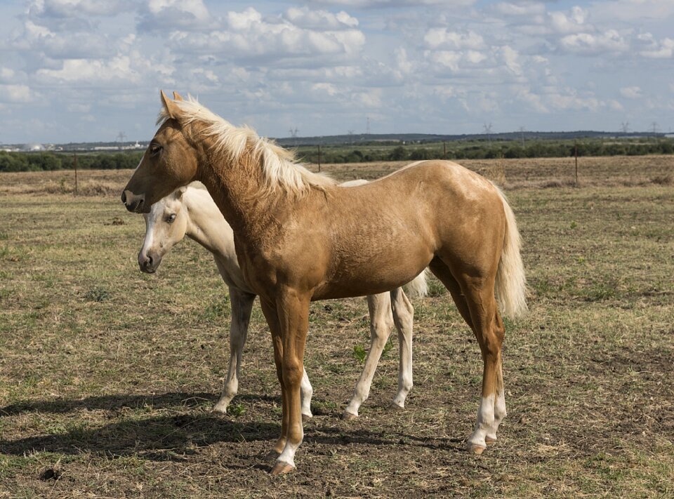 Ranch animals palamino