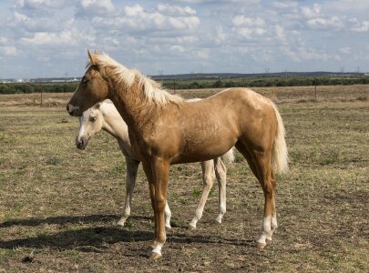 Ranch animals palamino
