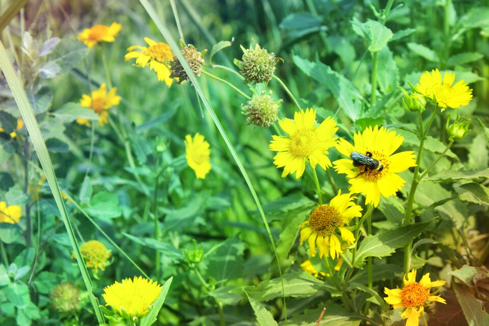 Nature floral flower garden