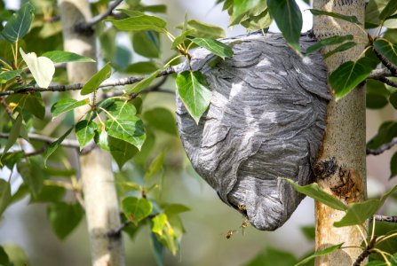 Wasp nest, McCarthy, AK photo