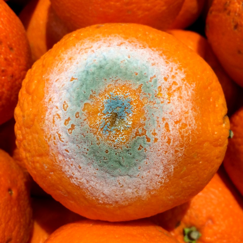 Sweet orange: Penecillium mold