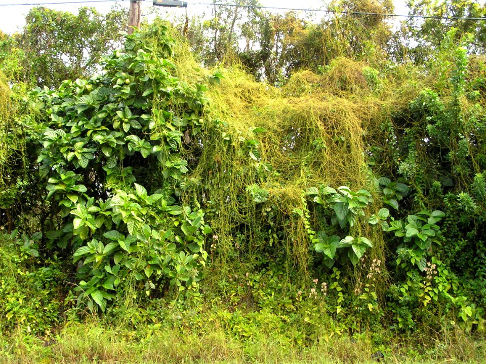 Noni (Morinda citrifolia): Cassytha filiformis