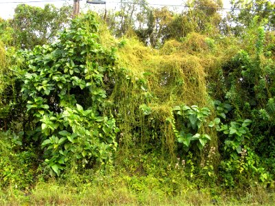 Noni (Morinda citrifolia): Cassytha filiformis