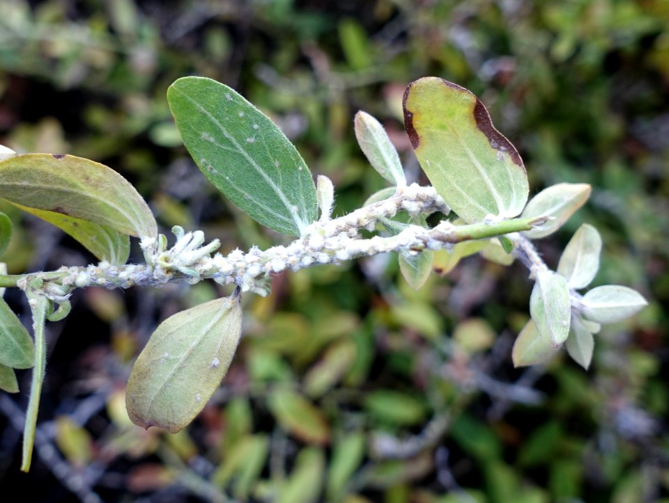 Evolvulus glomeratus (blue daze, evolvulus): Scale insects