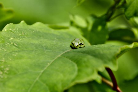 Petite grenouille