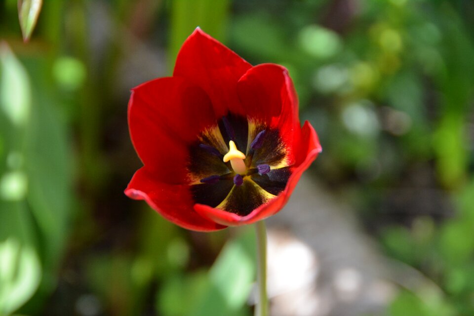 Plant close up red