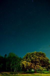 Arbol nocturno photo
