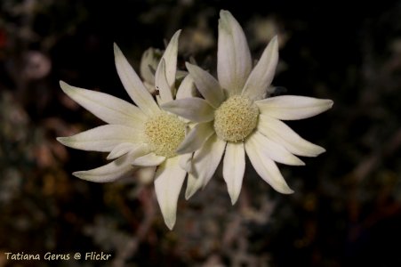 Not a daisy! - Flannel flower (Actinotus helianthi)