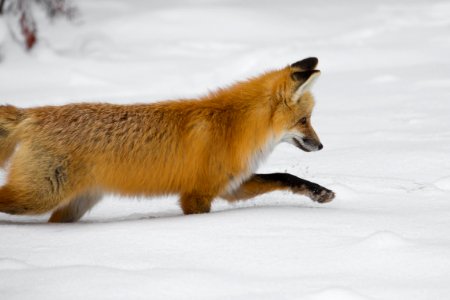 Hunting fox near Hayden Valley