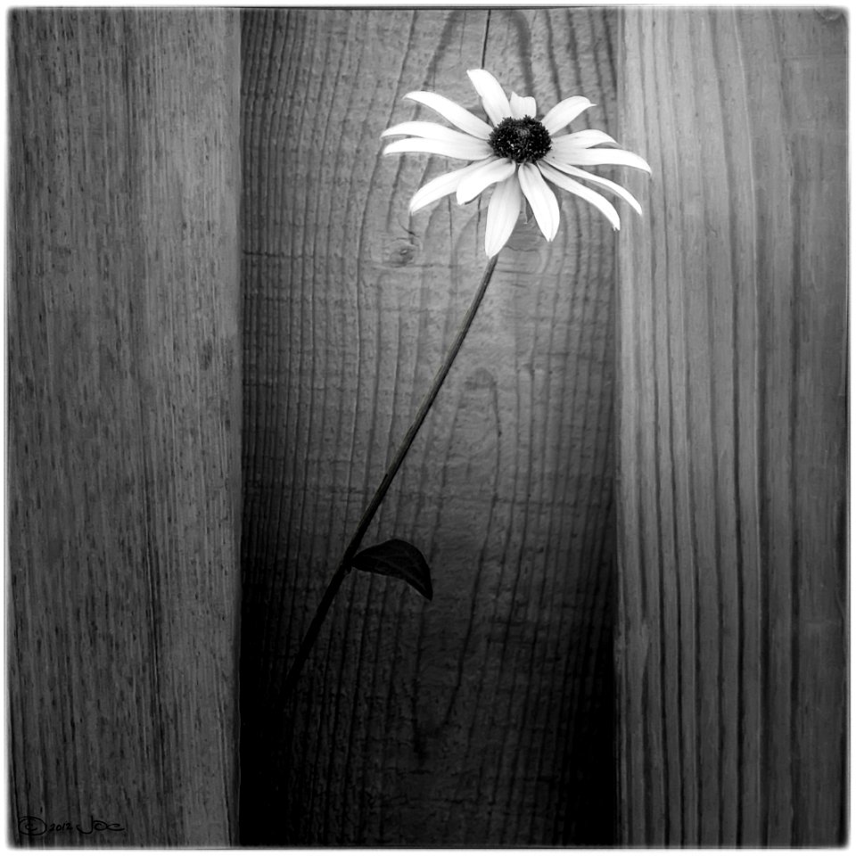 Black Eyed Susan