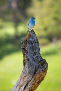 Western bluebird, Lamar Valley