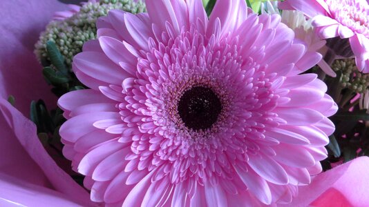 Plant macro pink flower photo