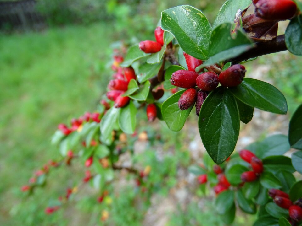 Bush nature wild berries