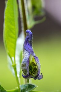 Columbian monkshood  (Ranunculaceae: Aconitum columbianum) along the trail to Wolf Lake