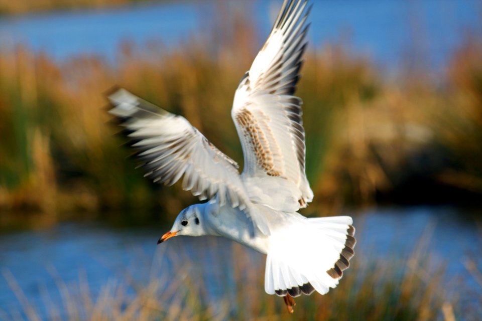 mouette