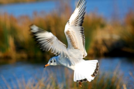 mouette photo