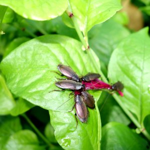 Pacific beetle roaches (Diploptera punctata) feeding on fallen flower