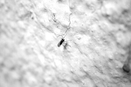 Insect pest animal