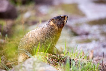Yellow-bellied marmot, Slough Creek photo