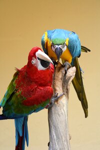 Colorful animal color photo