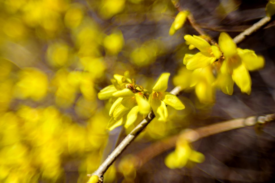 Forsythia Flowers