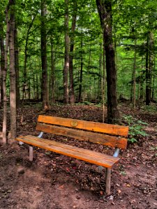 Bench in the Woods photo