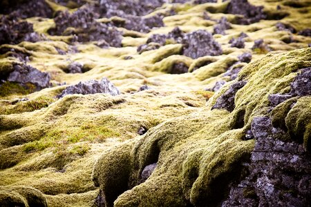 Lava rock nature