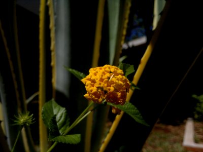 Lantana amarilla