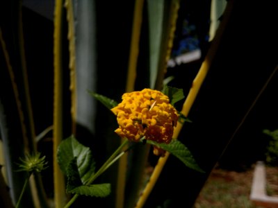 Lantana amarilla photo