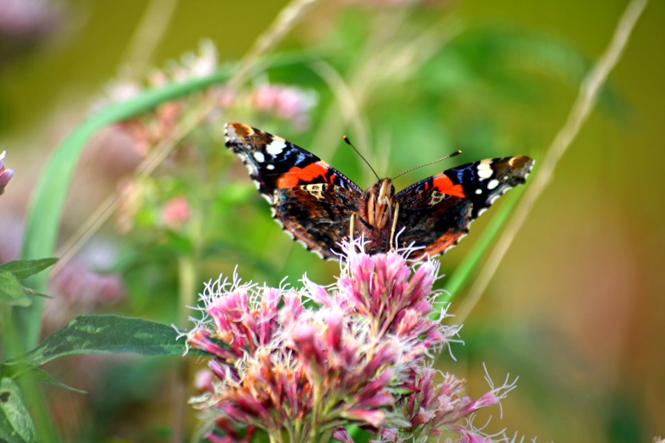 Papillon multicolore