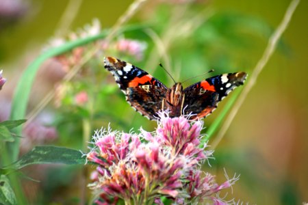 Papillon multicolore photo