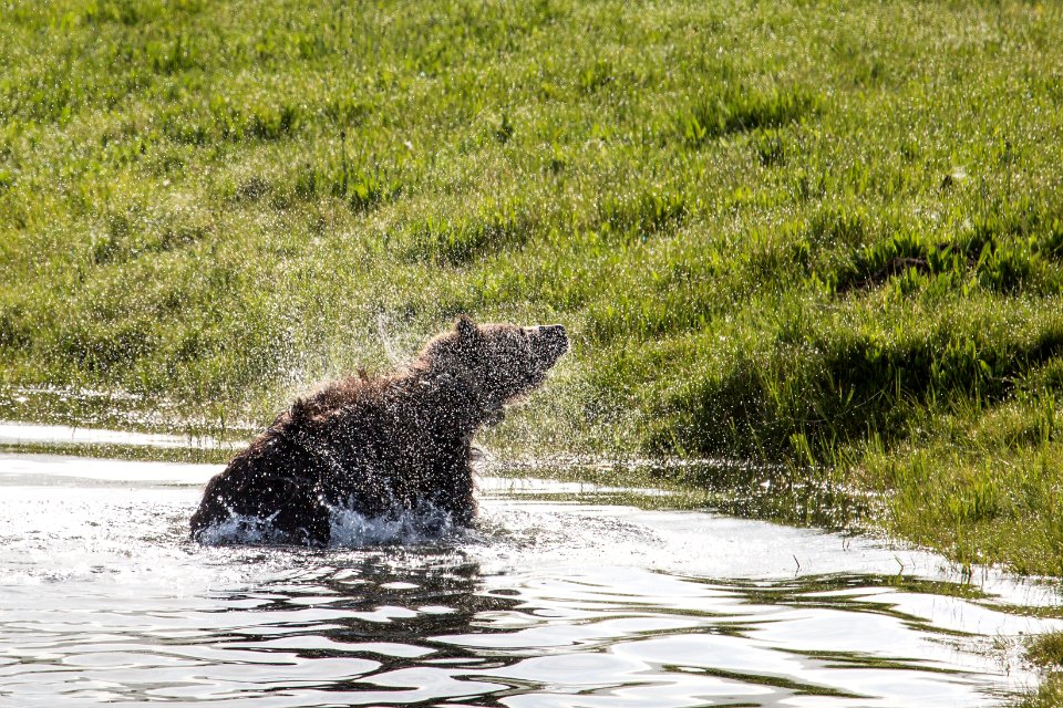 Grizzly in Hayden Valley