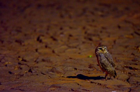 noctambulos