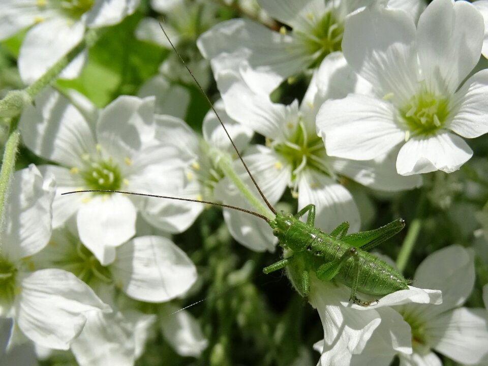 Flowers green nature