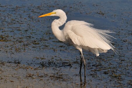 Birds wildlife nature