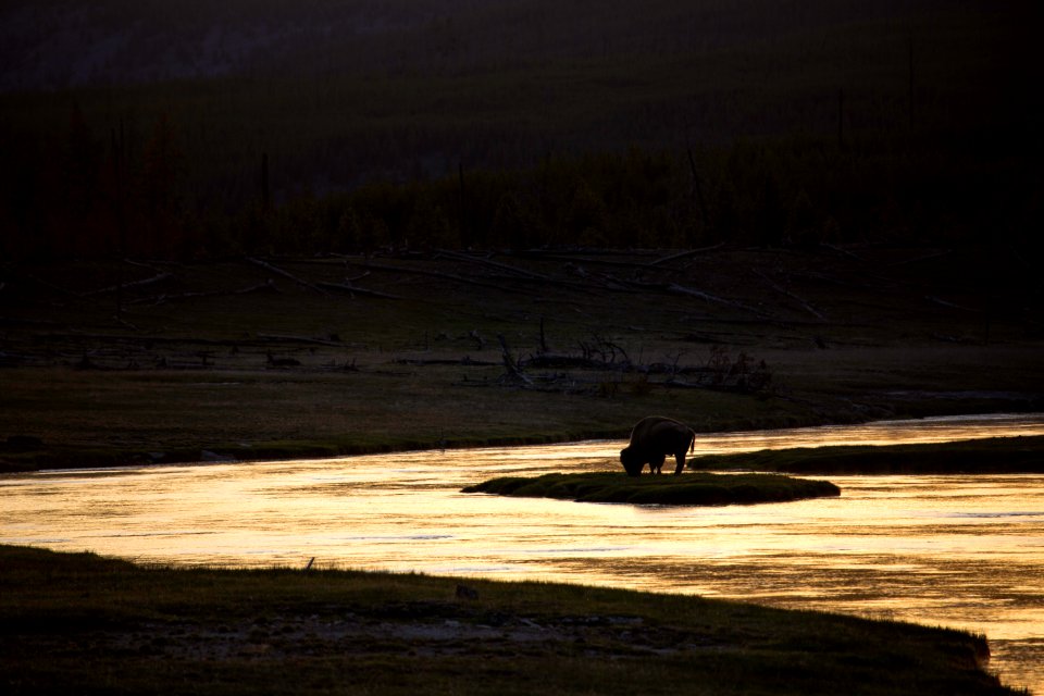 Bison, Firehole River