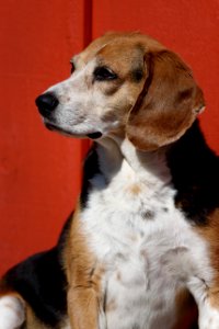 Bailey the Beagle