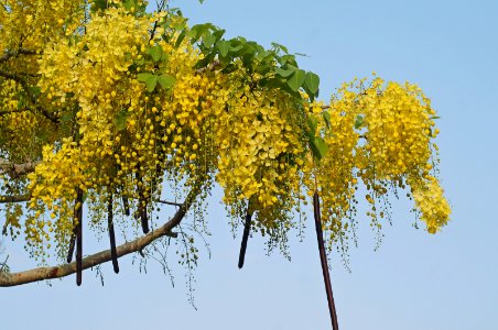 Golden shower (Cassia fistula)