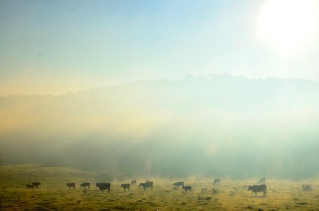 Muuu cha niebla photo