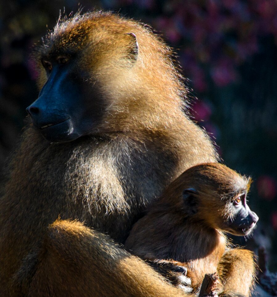 Monkey portrait portrait sit