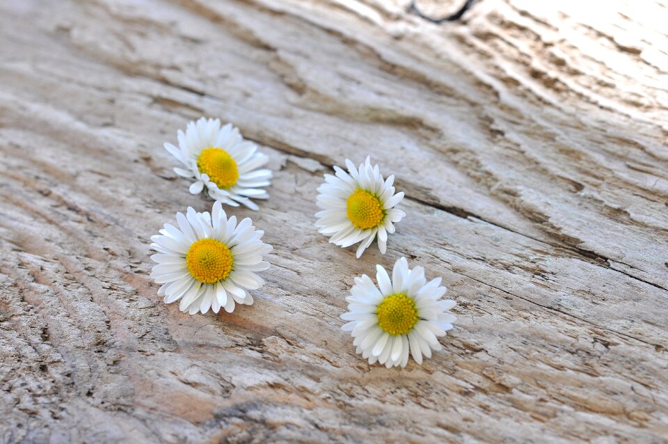 Flowers wood nature