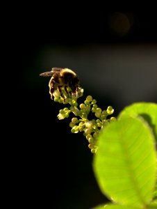 Abeja polarizada