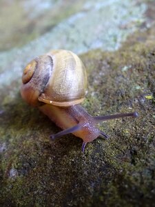 Shell animal stone